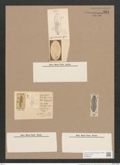 Navicula dalmatica Grun. (de-Toni-Nr.: Genus 1, Species 246) Zeichnungen Sammlung Grunow Nr. 585 (NHMW-BOT-W0366943)